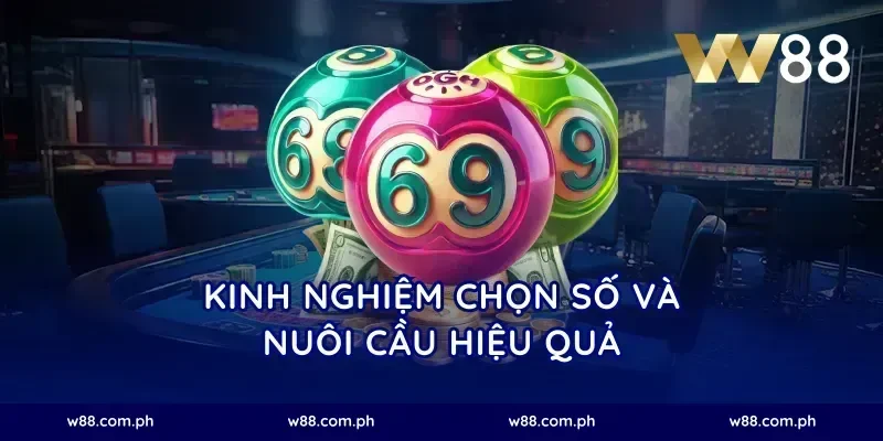 Kinh nghiệm chọn số và nuôi cầu hiệu quả